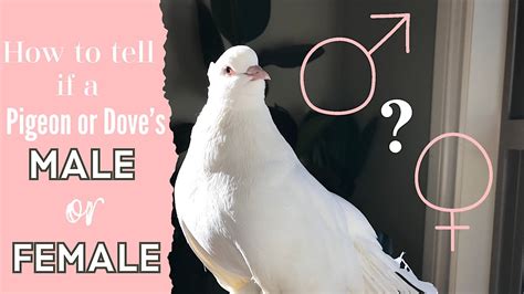 How To Tell If A Pigeon Or Dove Is Male Or Female Bird Sexing Methods