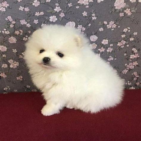 Regalo Cuccioli Pomerania Mini Toy Disponibili In Italia Clasf Animali