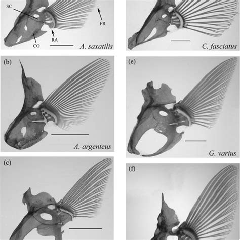 Diversity of pectoral fin skeleton and fin shape in six fish species.... | Download Scientific ...