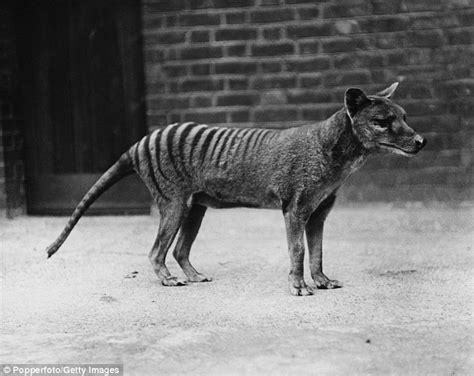 Thylacine Thought To Be Extinct Caught On Camera In A South