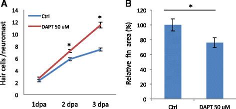 Inhibition Of Notch Signaling Causes Differences In Regeneration