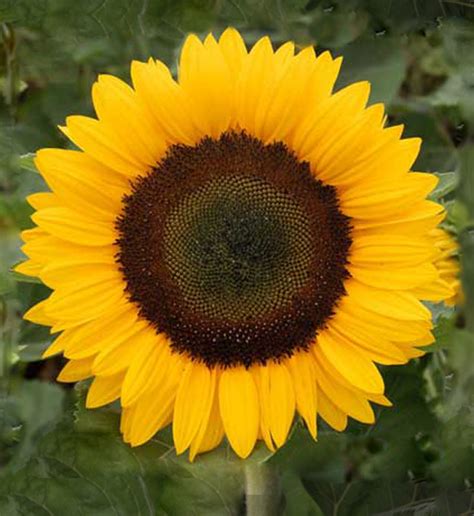 Helianthus Annuus F1 Helianthus Annuus F1 SolSun Orange Evanthia