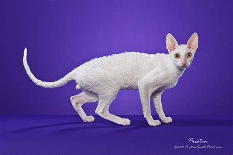 Corn Bred Cornish Rex Cattery Img0133