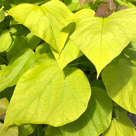 Buy Catalpa Bignonioides Aurea Multi Stemmed Golden Indian Bean Tree