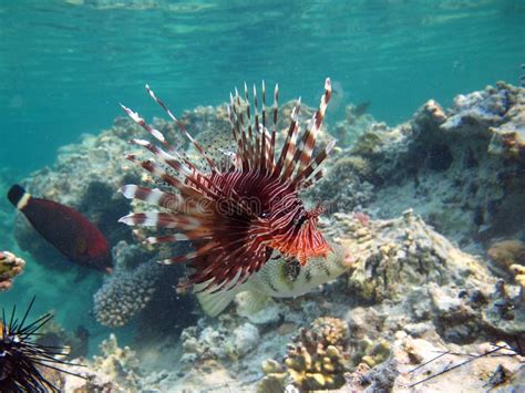 Lion Fish In The Red Sea In Clear Blue Water Hunting For Food Stock