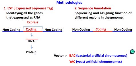 Human Genome Project Hgp Prostudent