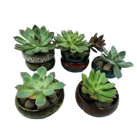 6 pots de fleurs Pot de fleur en céramique bonsaï pour plantes Mini