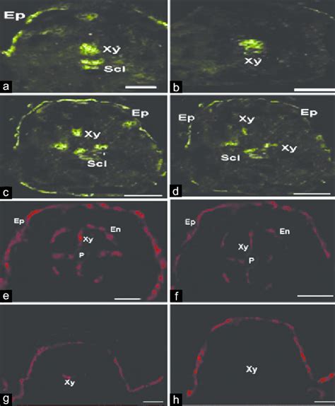 Representative Photographs Of Reactive Oxygen Species Imaging Study By