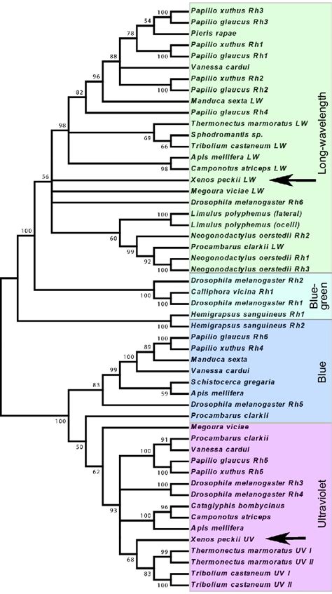 Phylogenetic Analysis Of Opsins A Neighbor Joining Phylogenetic Tree