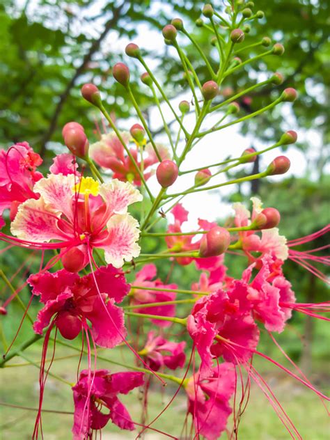 Caesalpinia Pulcherrima Var Pink Pink Dwarf Poinciana Pride Of