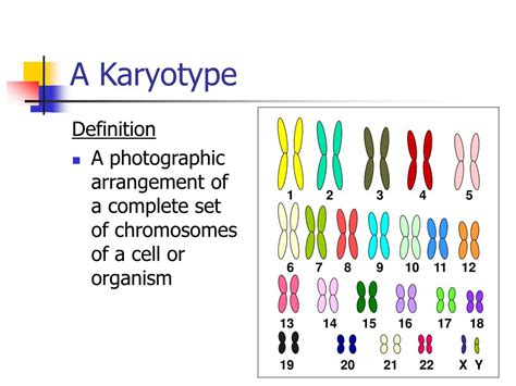 PPT - Chromosomal Karyotypes PowerPoint Presentation, free download ...