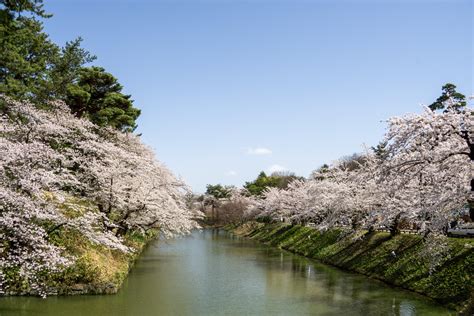 【ソメイヨシノが本日満開】弘前公園 園内の桜の様子（2023年4月13日） 弘前さくらまつり Hirosaki Cherry