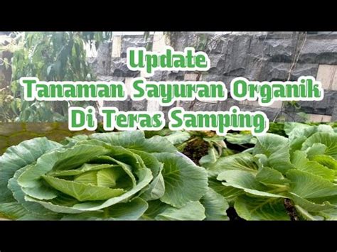 Update Tanaman Sayuran Organik Di Teras Samping YouTube