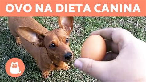 CACHORROS PODEM COMER OVO YouTube