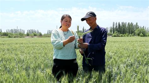 新疆库车：做好田间管护 静待“风吹麦浪”