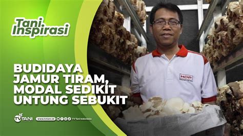 Sadeli Sukses Budidaya Jamur Tiram Di Tengah Panasnya Kota Jakarta