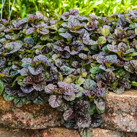 Ground Cover Weeds With Purple Flowers