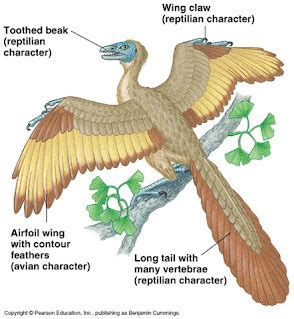 Archaeopteryx is a connecting link between reptiles and birds