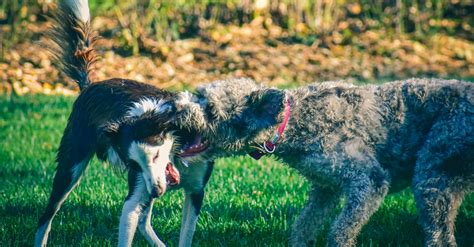 L Inqui Tude Des Ducateurs Canins Face Aux Retomb Es De La