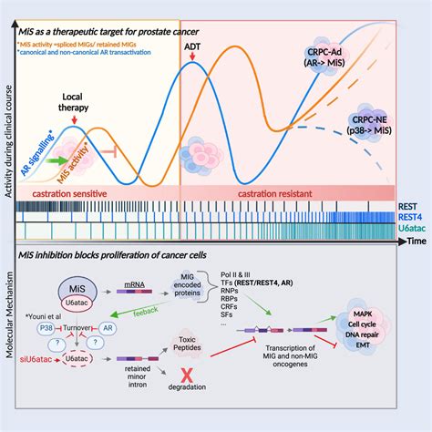 Minor Intron Splicing Is Critical For Survival Of Lethal Prostate