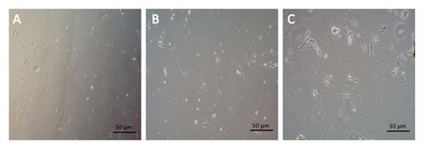 Isolation And Culture Of Primary Neurons And Glia From Adult Rat