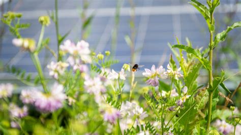 BNE macht Vorschlag für Biodiversität und PV Solarserver