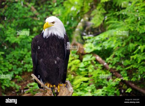 Bald Eagle Portrait Stock Photo Alamy