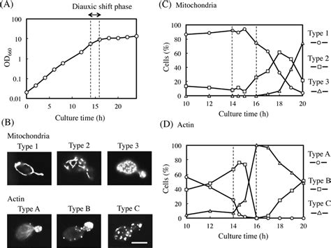 Morphological Changes In Mitochondria And The Actin Cytoskeleton During