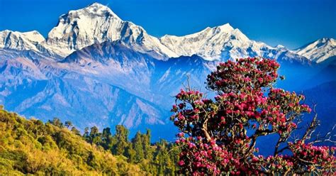 Ghorepani Poon Hill Ghandruk Trek Con Guía GetYourGuide