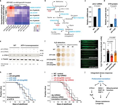 Atf 4 Overexpression Increases H2s Levels Via Cystathionine