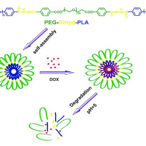 The Cytotoxicity Of Blank PLA PEG PLA 18K PEG DiHyd PLA 18K Micelles