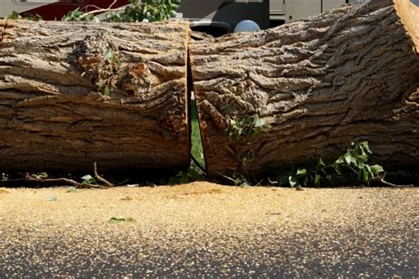 Signs You Need Your Tree Removed Green Pine Tree Service