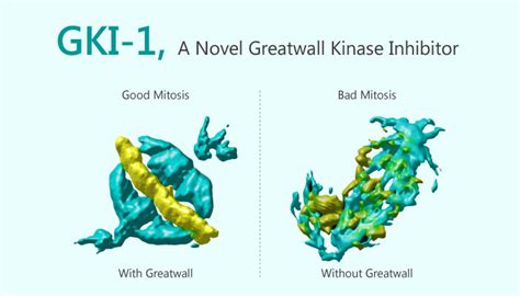 Alpelisib Is A Selective And Orally Active Pi3kα Inhibitor For