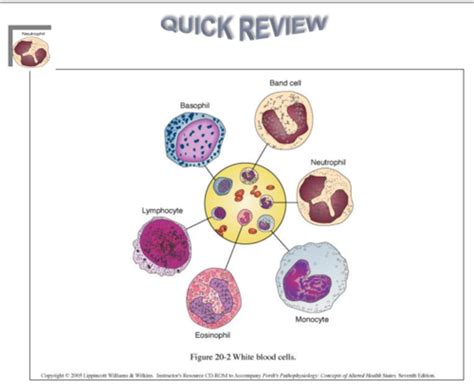 Pathology Flashcards Quizlet