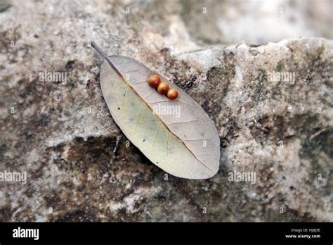 Insect Eggs Identification