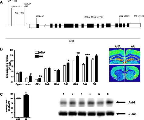 The Faseb Journal Research Communication Modulation Of Voluntary