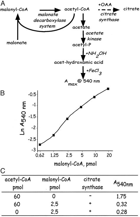 Hypothalamic Malonyl Coa As A Mediator Of Feeding Behavior Pnas