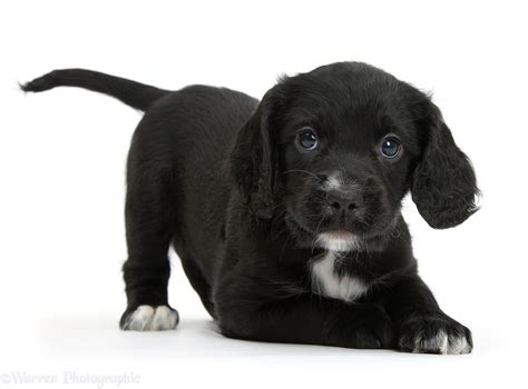 Cocker Spaniel Puppy Black And White