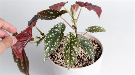 How To Plant Grow And Care For Begonia Maculata