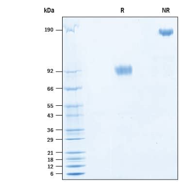 SIRP Alpha CD172a Proteins Novus Biologicals