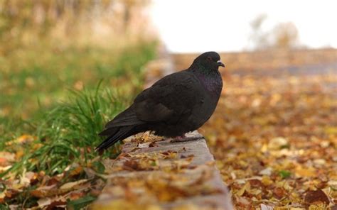 Les Fonds Décran Oiseau Noir Sur Une Bûche de Bois Marron Pendant la