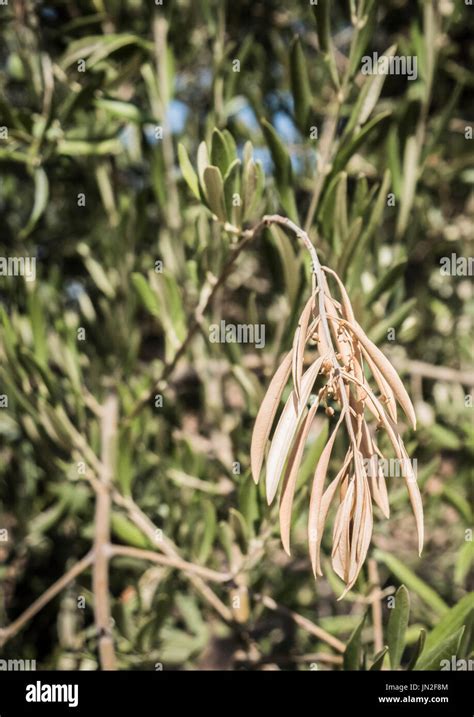 Olive trees infected by the dreaded bacteria called Xylella fastidiosa, is known in Europe as ...