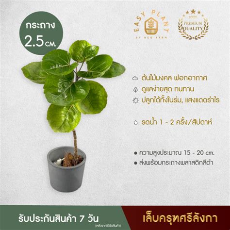 เลบครฑศรลงกา Polyscias scutellaria burm f fosberg ตนไมมงคล