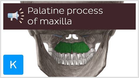 Palatine process of maxilla | Anatomical Terms Pronunciation by Kenhub ...