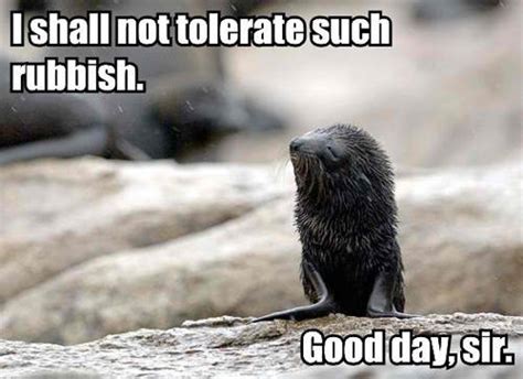 Funny Seal - Meme by lolgirl :) Memedroid