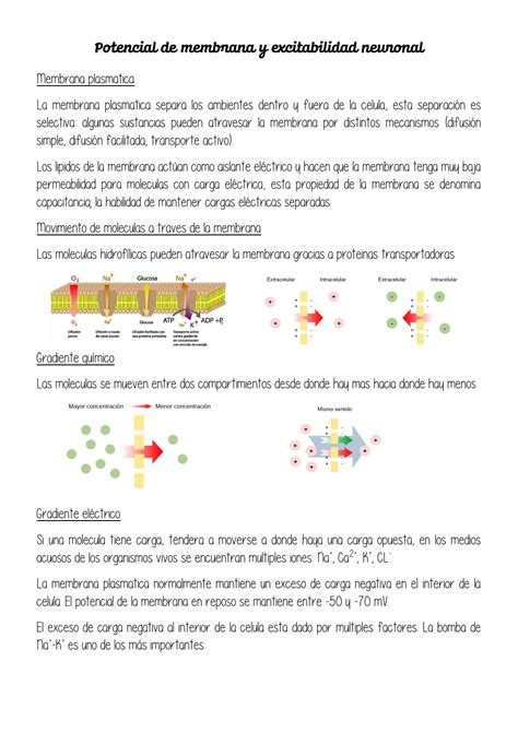 Solution Potencial De Membrana Y Excitabilidad Neuronal Studypool