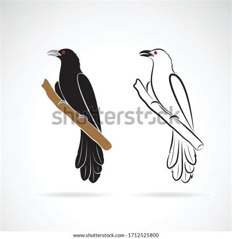 2 Koel Logo Gambar Foto Stok And Vektor Shutterstock