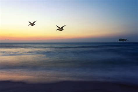 Kostenlose foto Meer Küste Wasser Natur Ozean Horizont Vogel