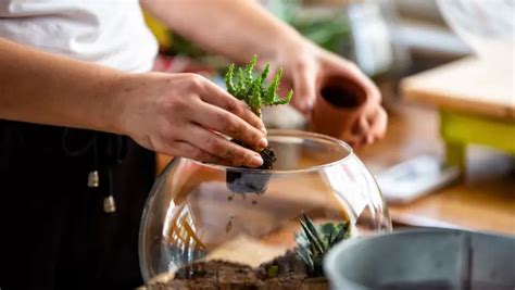 5 Whimsical Diy Terrarium Ideas For Green Enthusiasts