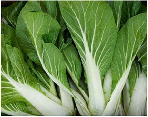 Brassica Rapa Chinesischer Kohl Pak Choi Wei Samen Amazon De